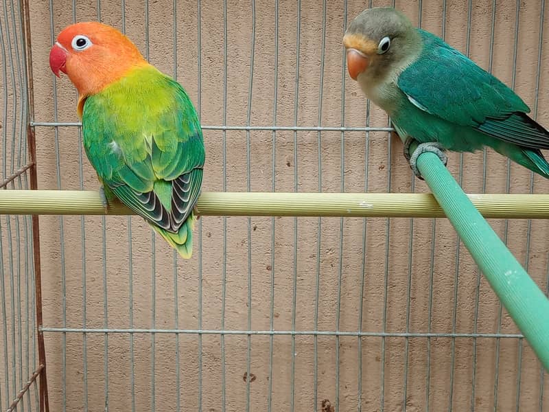 Love Birds For Sale Green Euwing Opaline Pair, Parblue, Green Euwing 7