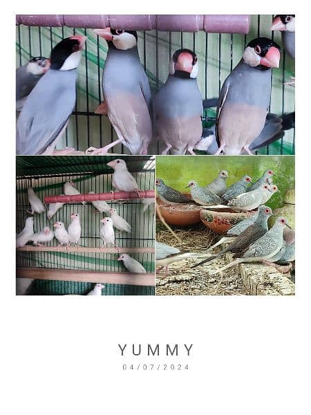 finches for sale 0