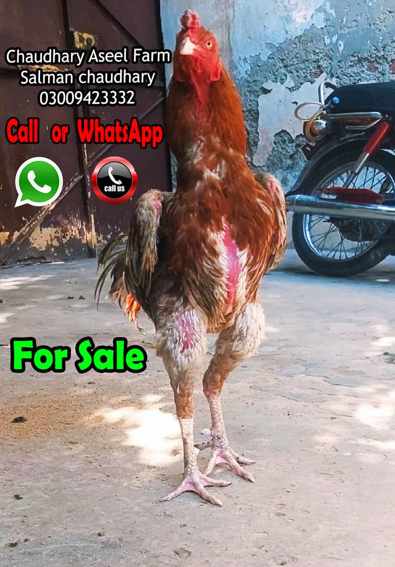 ٰImported Lakha Salaita Aseel Rooster 1