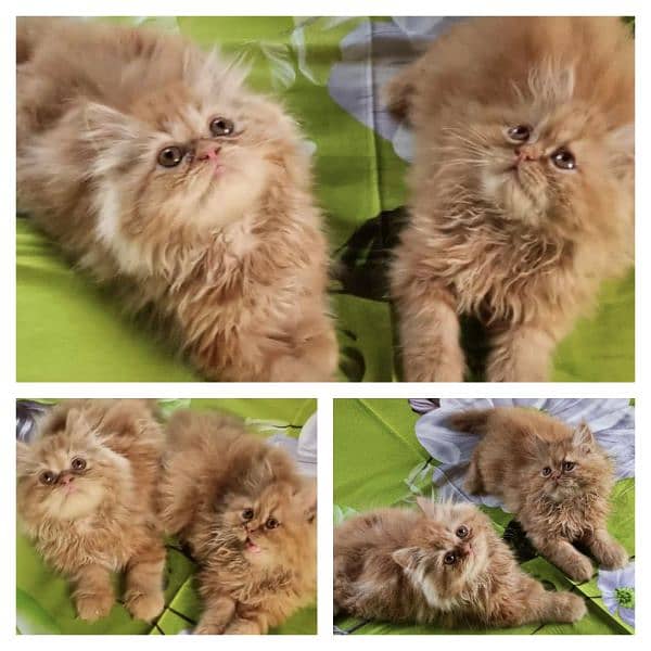 Adorable Kittens | Persian Kitten | Peke Kitten 1