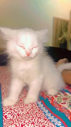 PERSIAN KITTEN FOR SALE 0