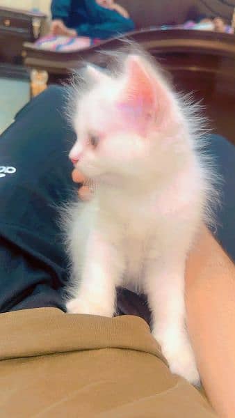 PERSIAN KITTEN FOR SALE 2