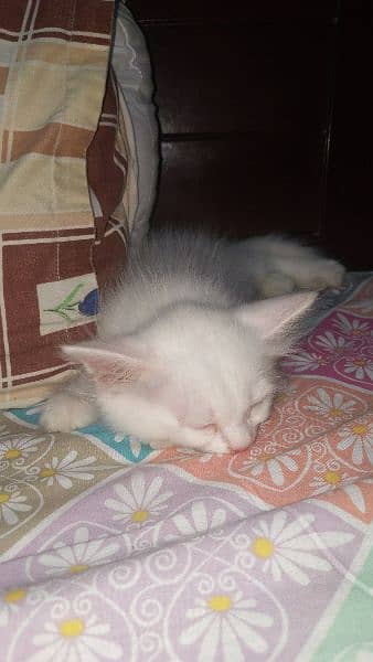 PERSIAN KITTEN FOR SALE 4