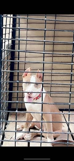 Showline Pitbull 5 months Puppy fully tamed