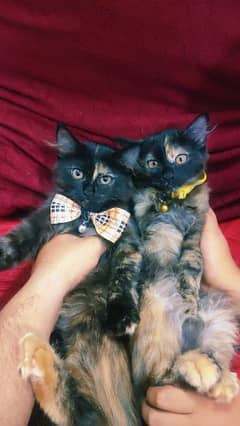 Black and Ginger Coloured Turkish Angora kittens