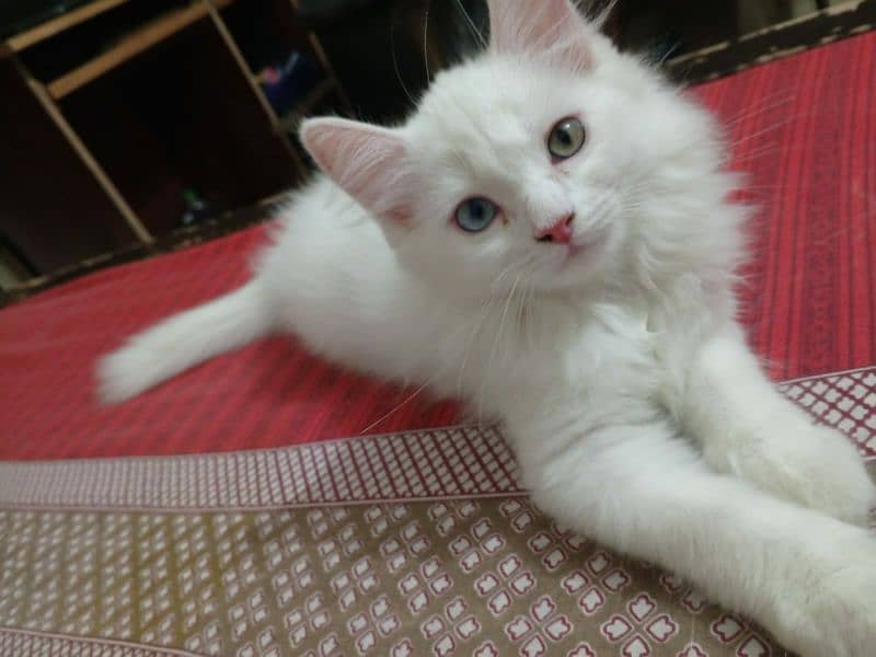 Persian Kittens Triple Coated 1