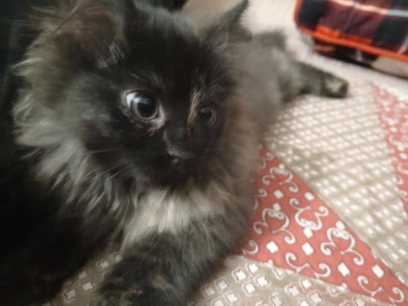 Persian Kittens Triple Coated 4