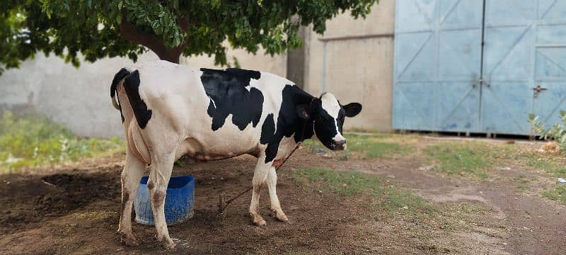 Pure Holstein Cow First timer 4teeth Milk 24L 0