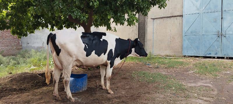 Pure Holstein Cow First timer 4teeth Milk 24L 1