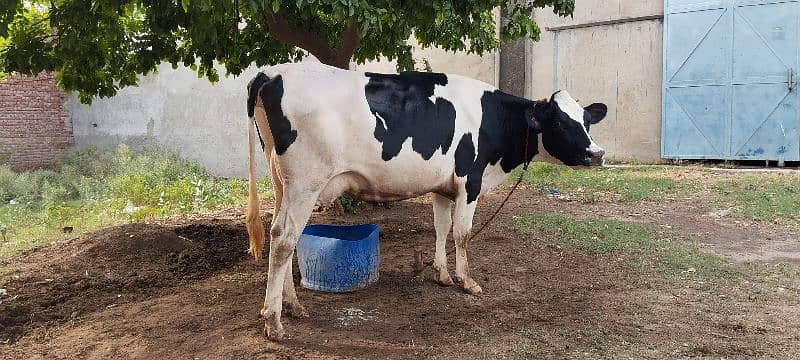 Pure Holstein Cow First timer 4teeth Milk 24L 2