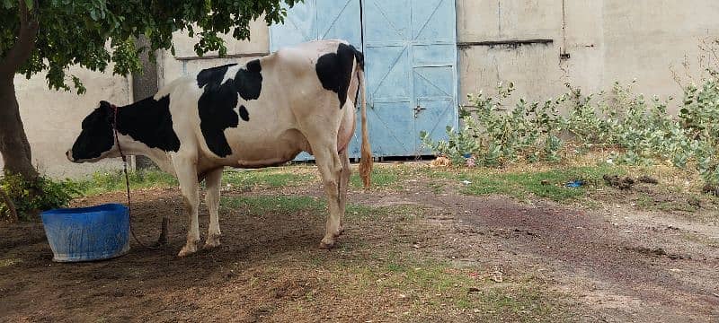 Pure Holstein Cow First timer 4teeth Milk 24L 3