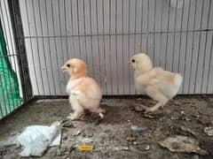 golden buff high quality chicks pair for sale