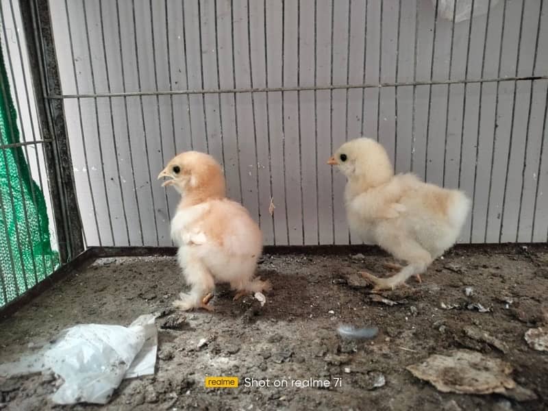 golden buff high quality chicks pair for sale 0