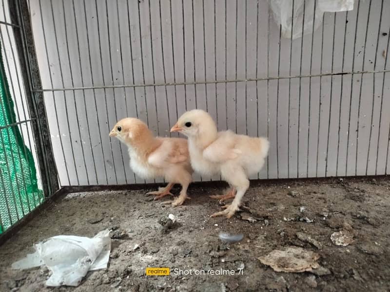 golden buff high quality chicks pair for sale 1