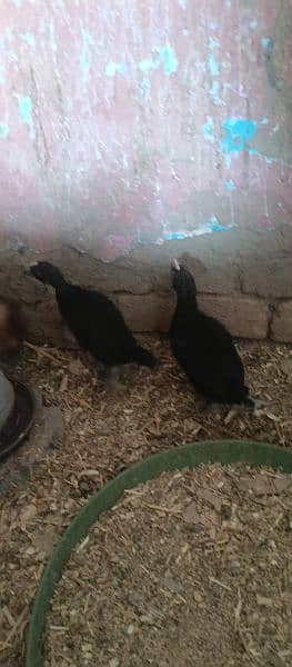 asterlop and RIR checks and hens available 0