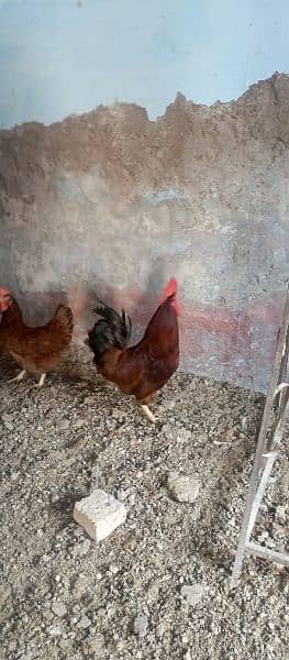 asterlop and RIR checks and hens available 7