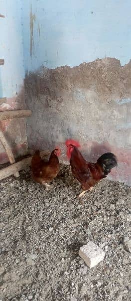 asterlop and RIR checks and hens available 8