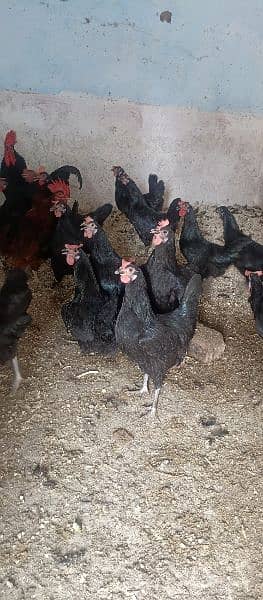 asterlop and RIR checks and hens available 9