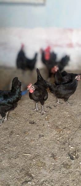 asterlop and RIR checks and hens available 10