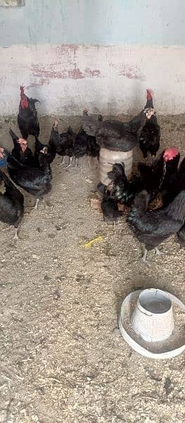 asterlop and RIR checks and hens available 11