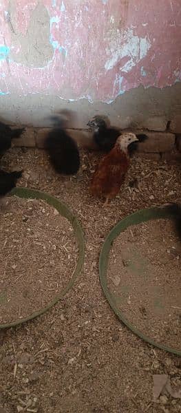 asterlop and RIR checks and hens available 12