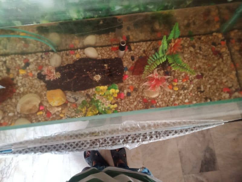 Aquarium for sale 3