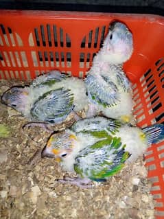 sunconure babys 03156376925 0