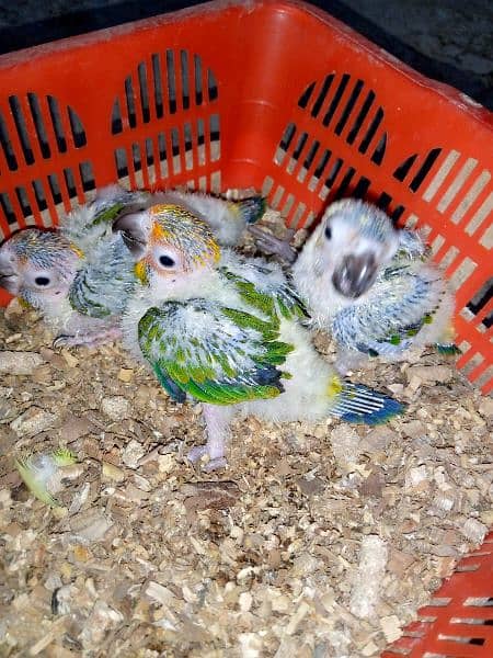 sunconure babys 03156376925 1