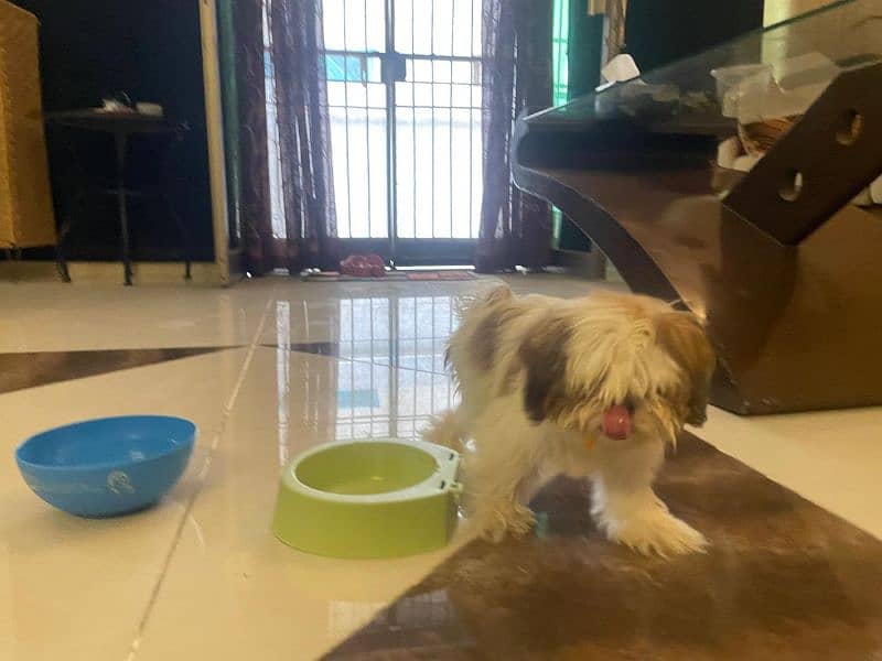 shih tzu puppy for sale 1