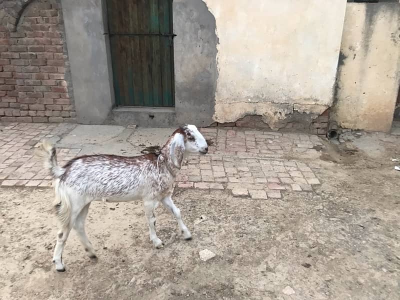 4 Goats for sale 1