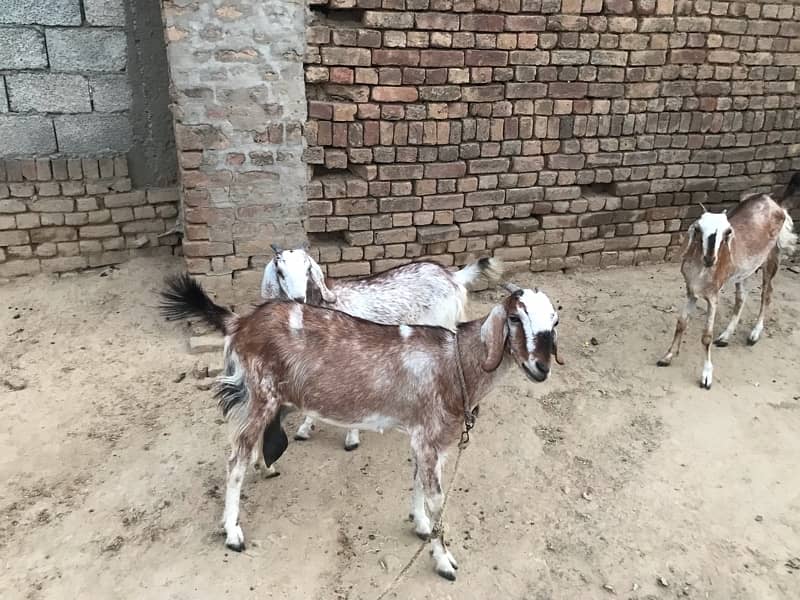 4 Goats for sale 2