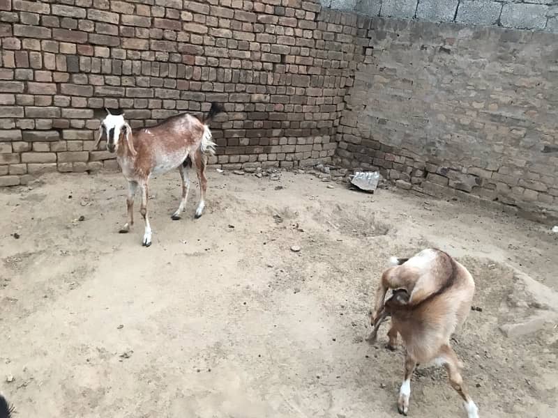 4 Goats for sale 3