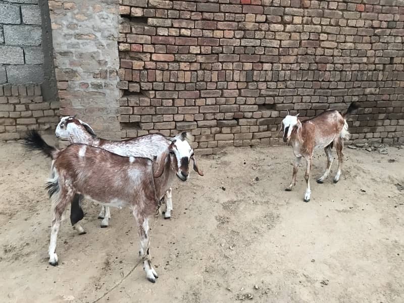 4 Goats for sale 4