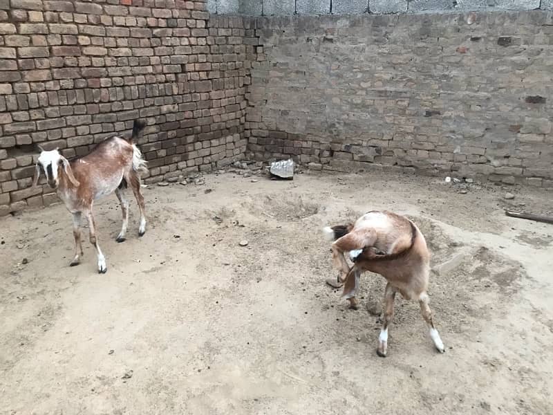 4 Goats for sale 6