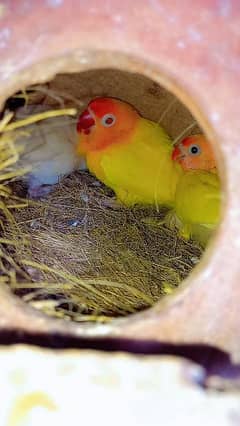 Albino Split Male and Lutino Pasnata RedEyes Female