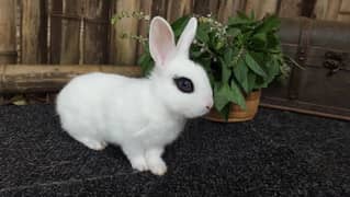 Hotot rabbits pair / zero size hotot / bunnies / rabbit breeder pair