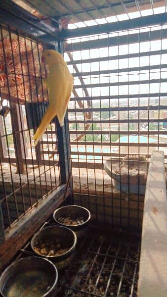 yellow ringneck parrot female 0