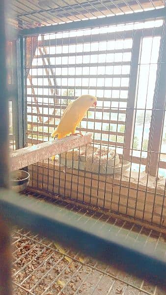 yellow ringneck parrot female 1