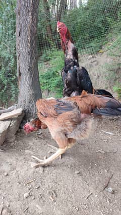 Shamo pair | japenese shamo male | german Oshamo female | eggs laying