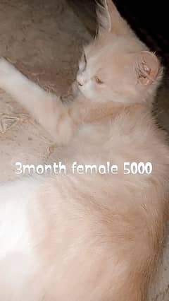 Persian kitten cat male female for sell