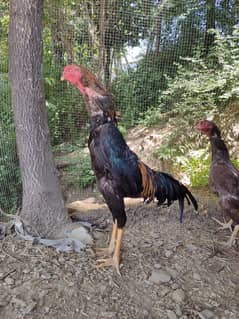 japenese shamo | german shamo female | eggs| ready pair