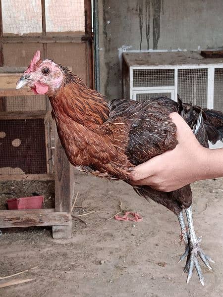 urgent sale, pair of three, bantam breed 0