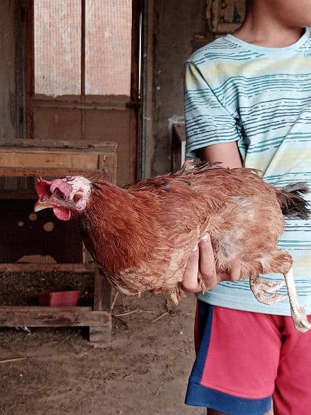 urgent sale, pair of three, bantam breed 1