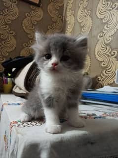 Persian kitten