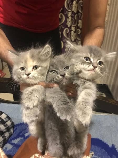 Persian kittens Triple coated semi punch face 3