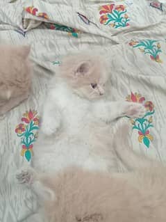 3 cats treeple cor 1 month Kuch din ki Hain