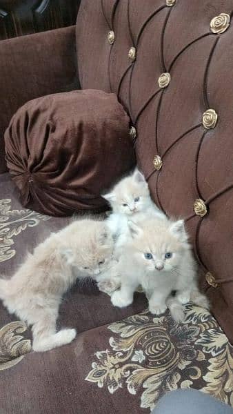 3 cats treeple cor 1 month Kuch din ki Hain 8