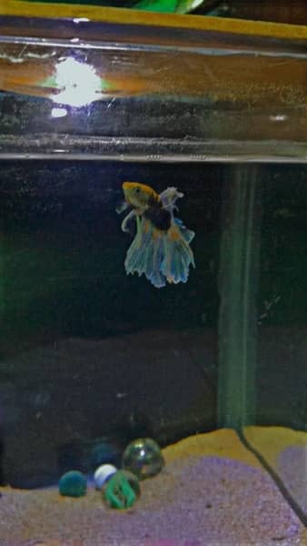 different types fish & aquarium available for sale 9