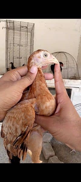 Chicks Forsale 10