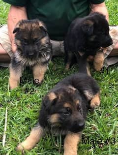 German shepherd puppies available for sale